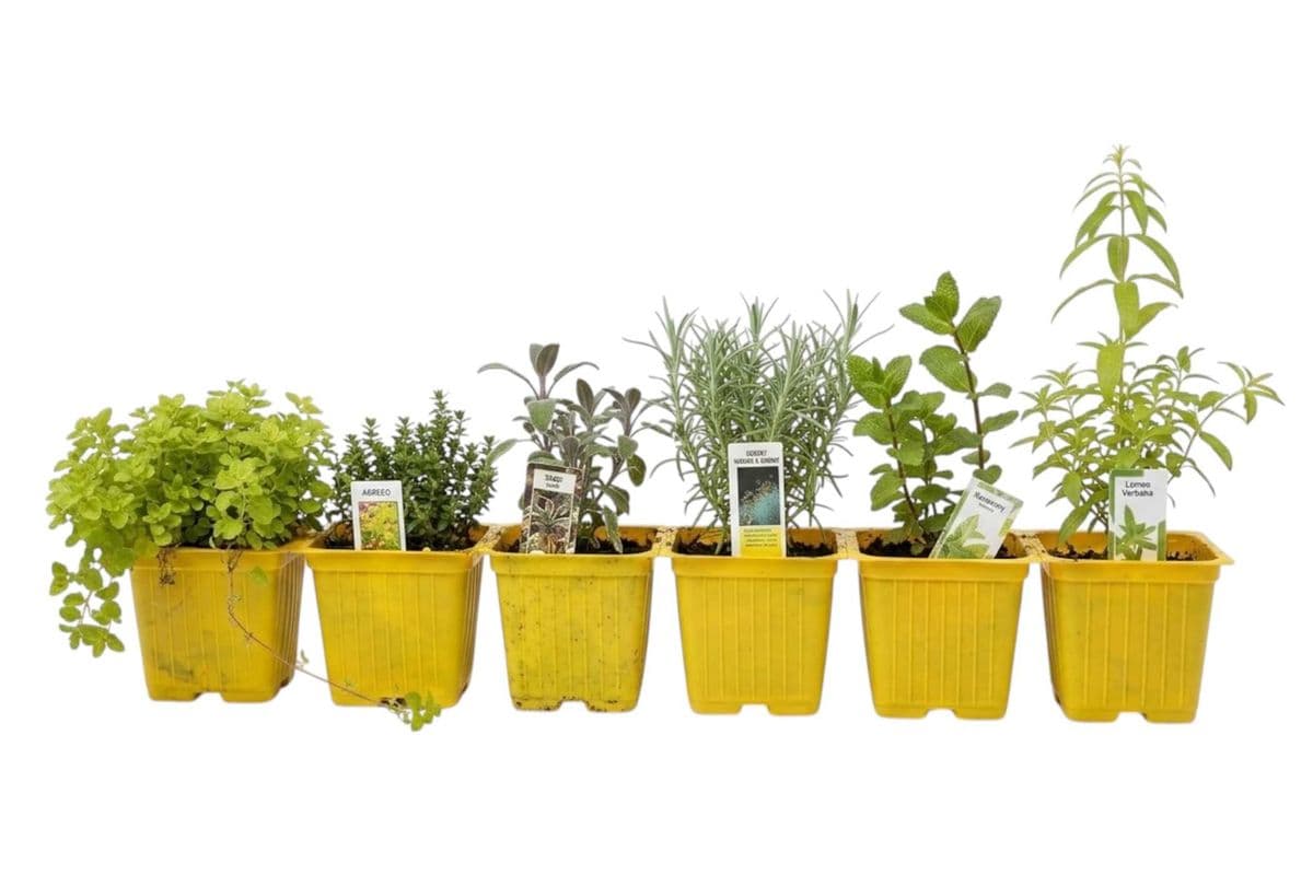 Assorted Herbs (Cell Packs) - 6 Per Pack