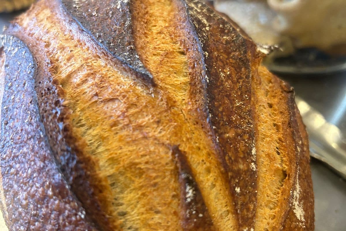 Whole Wheat Rye Country Style Sourdough Yeast