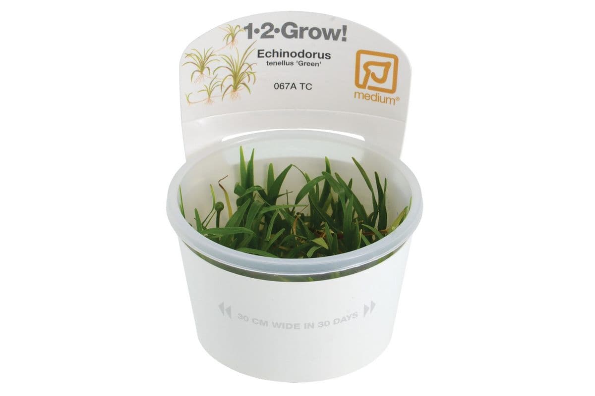 Tropica 1-2-Grow Live Plant - Echinodorus Tenellus - Green