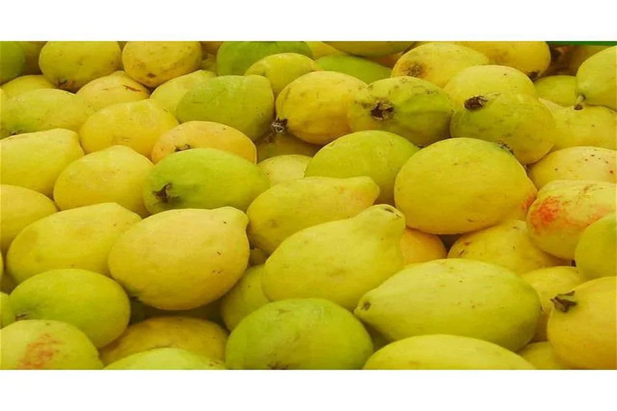 Guava Egypt (1 lb)
