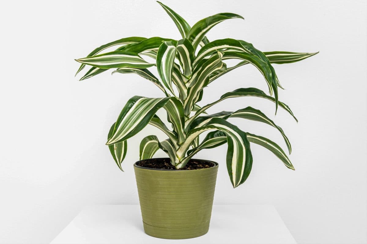 House Plant