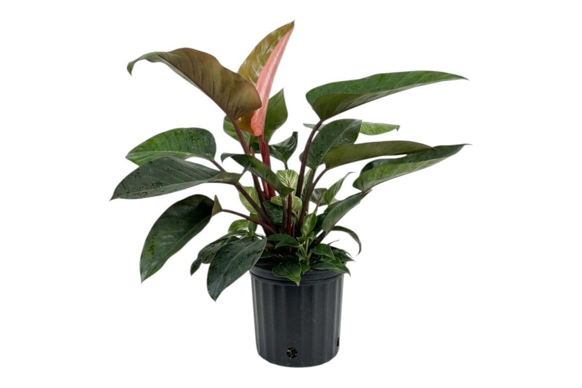 Philodendron 'Rojo Congo’ - 10 Inch Pot