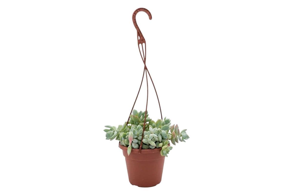 Cliff Cotyledon Hanging Basket - 4 Inch Pot
