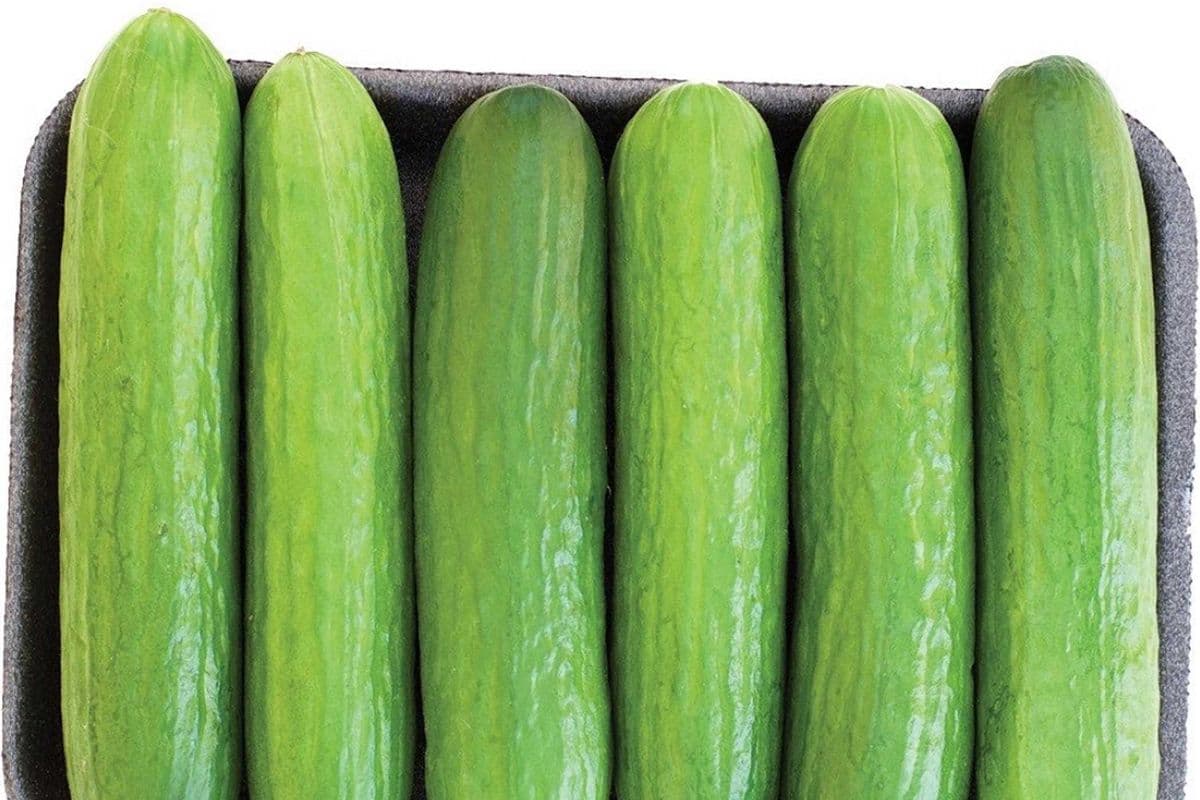 Concombre libanais / lebanese cucumber