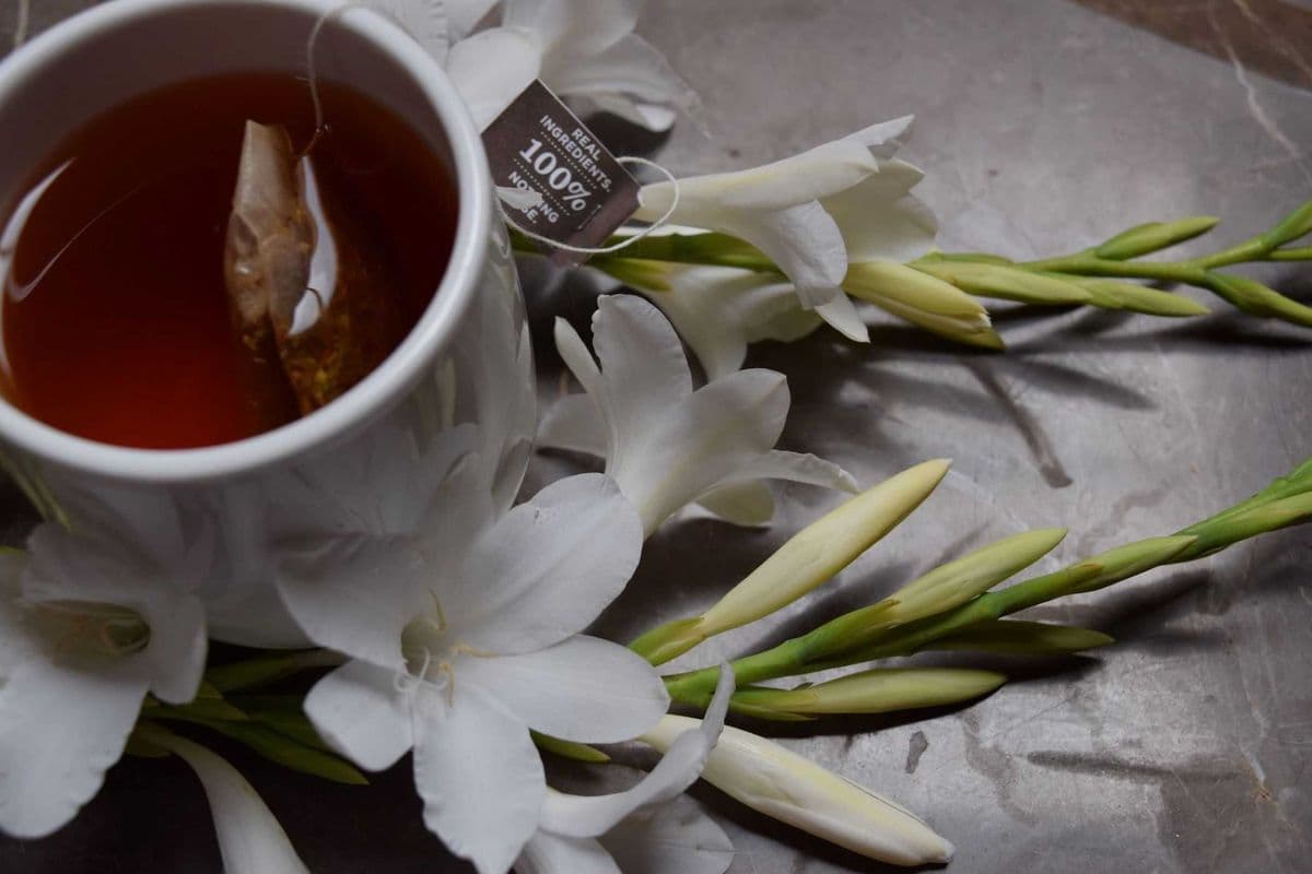 Tea – TAZO (12 oz)