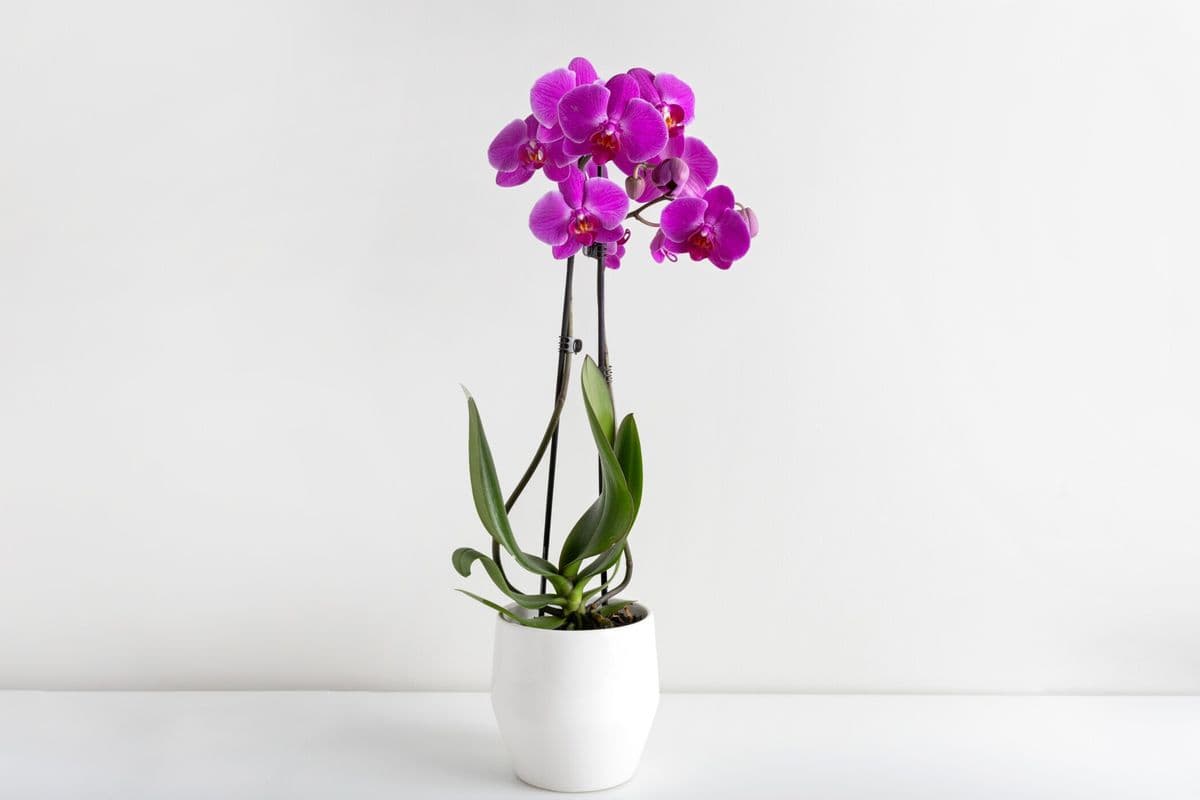 Premium Orchid Plant