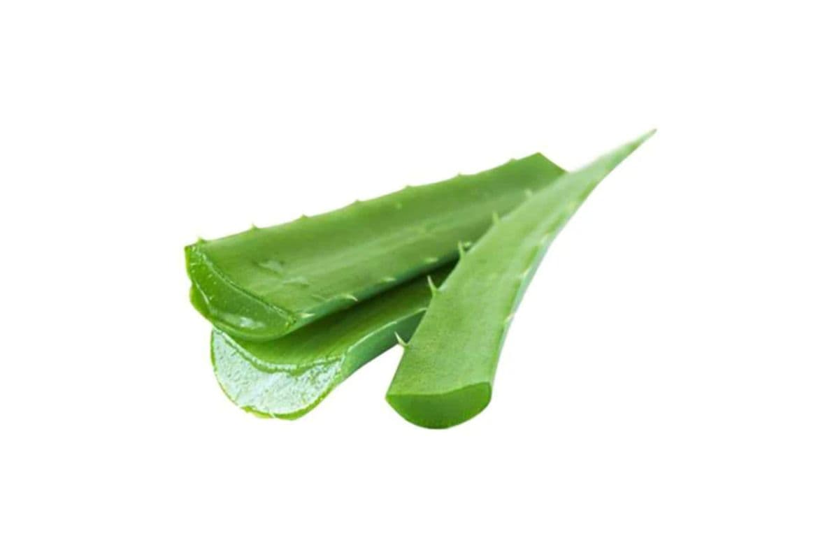 Aloe Vera Leaf (420g)