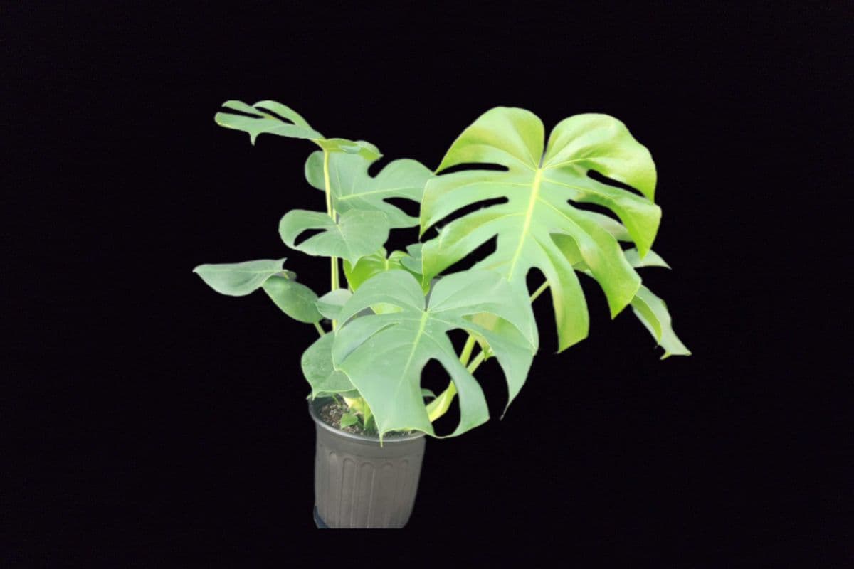 Monstera Plant (2ft height and width )