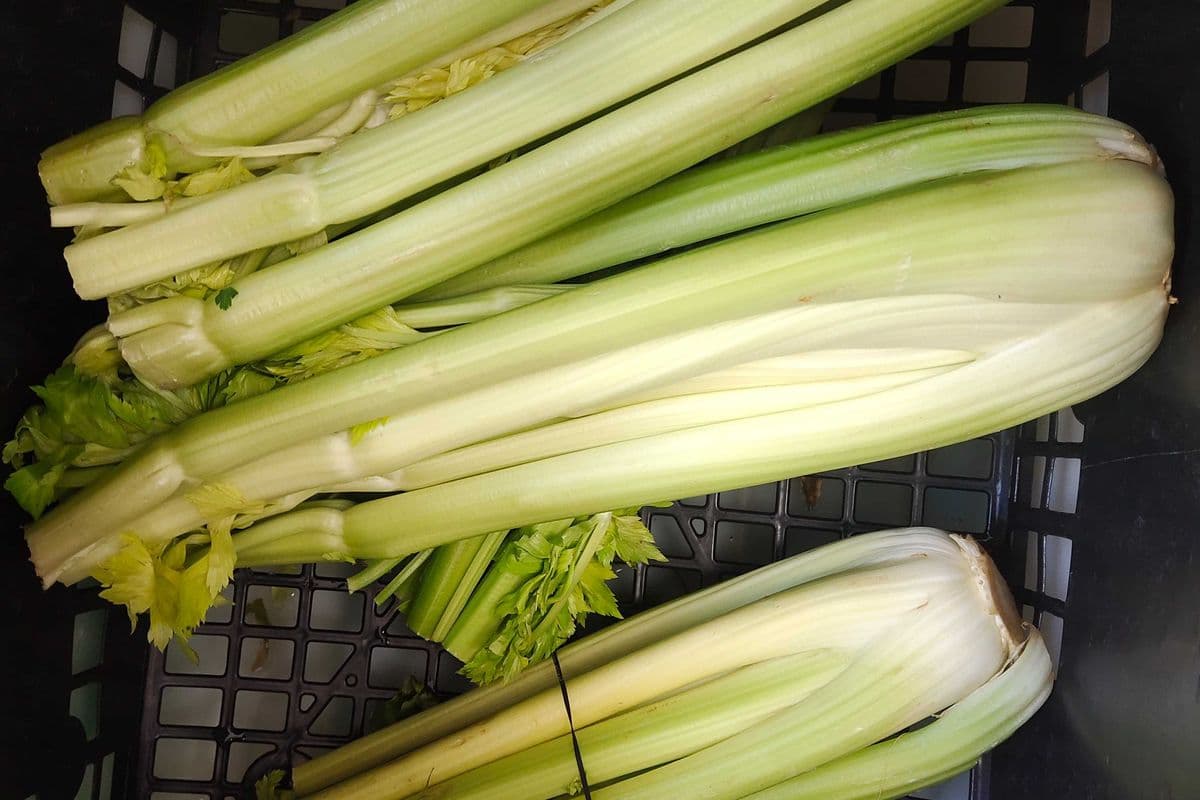 Celery Stick Bunch (each)
