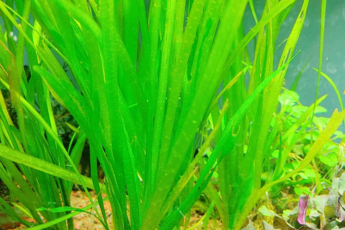 Live Plants - Vallisneria (1 Plant)