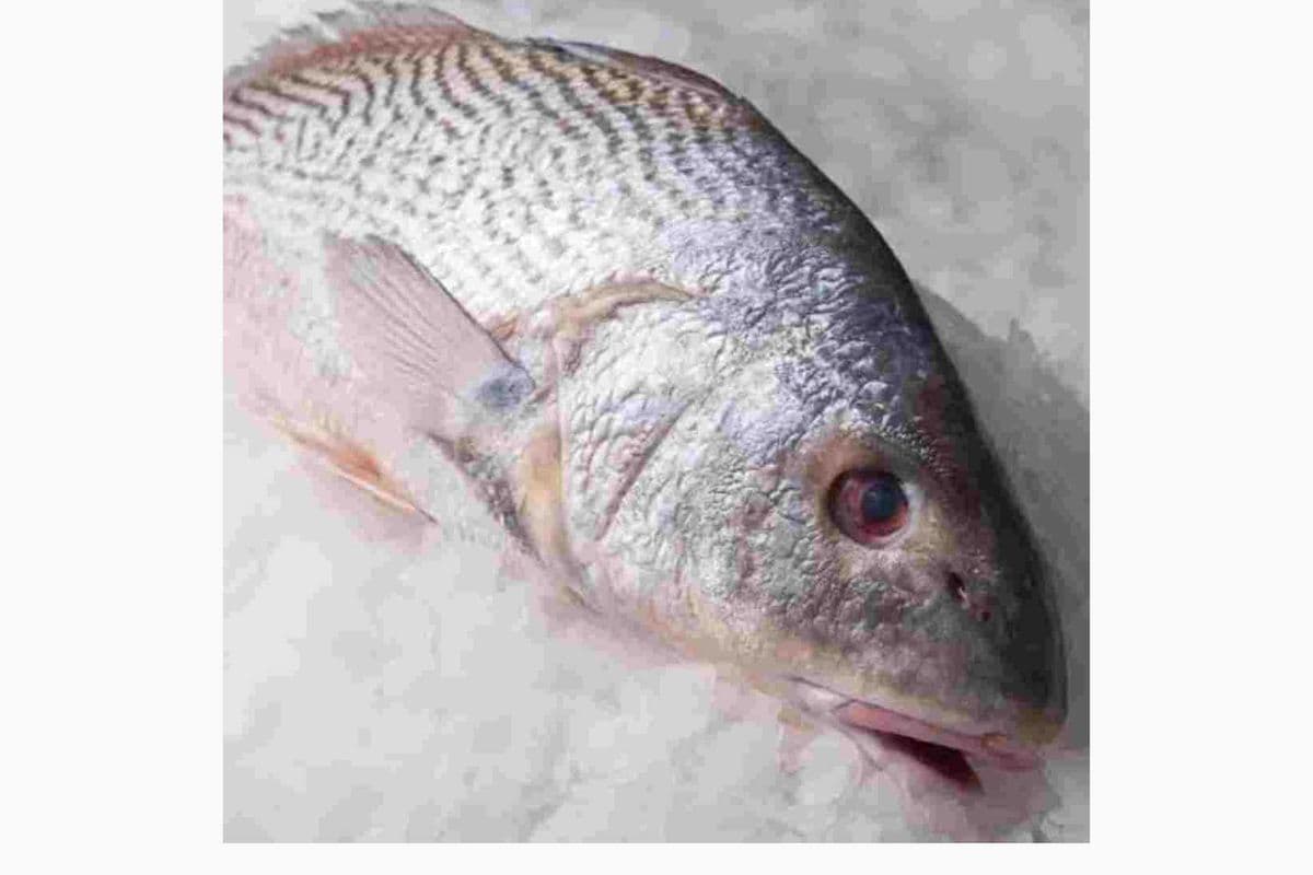 Croaker Fish