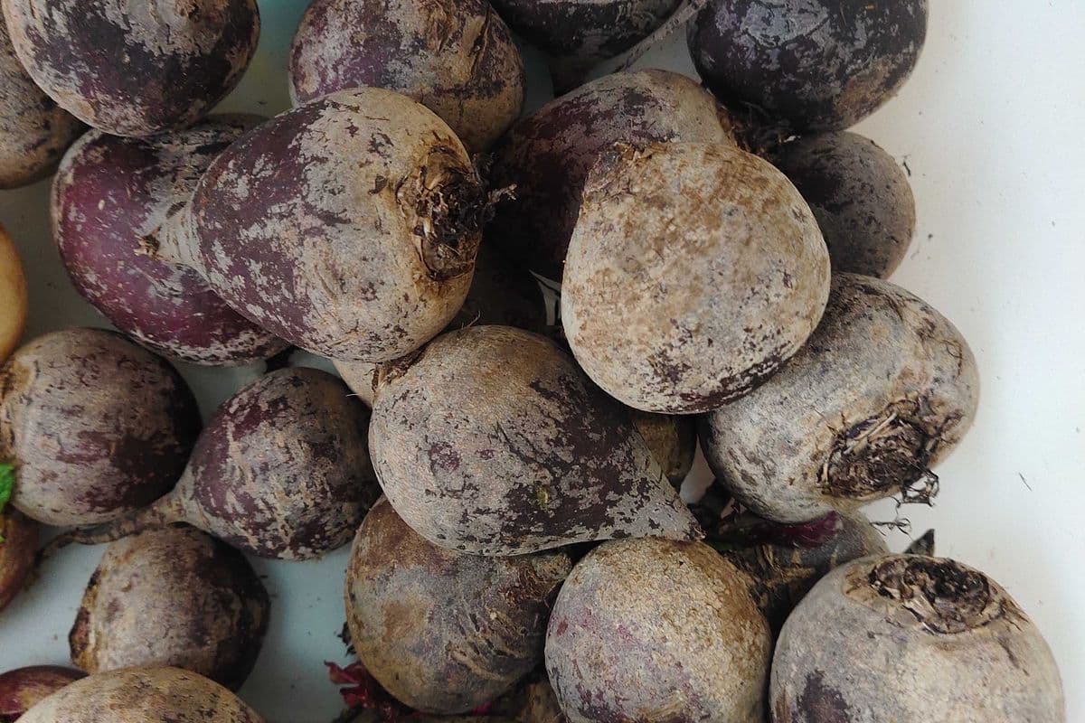 Beets 1.99/LB (1lb)