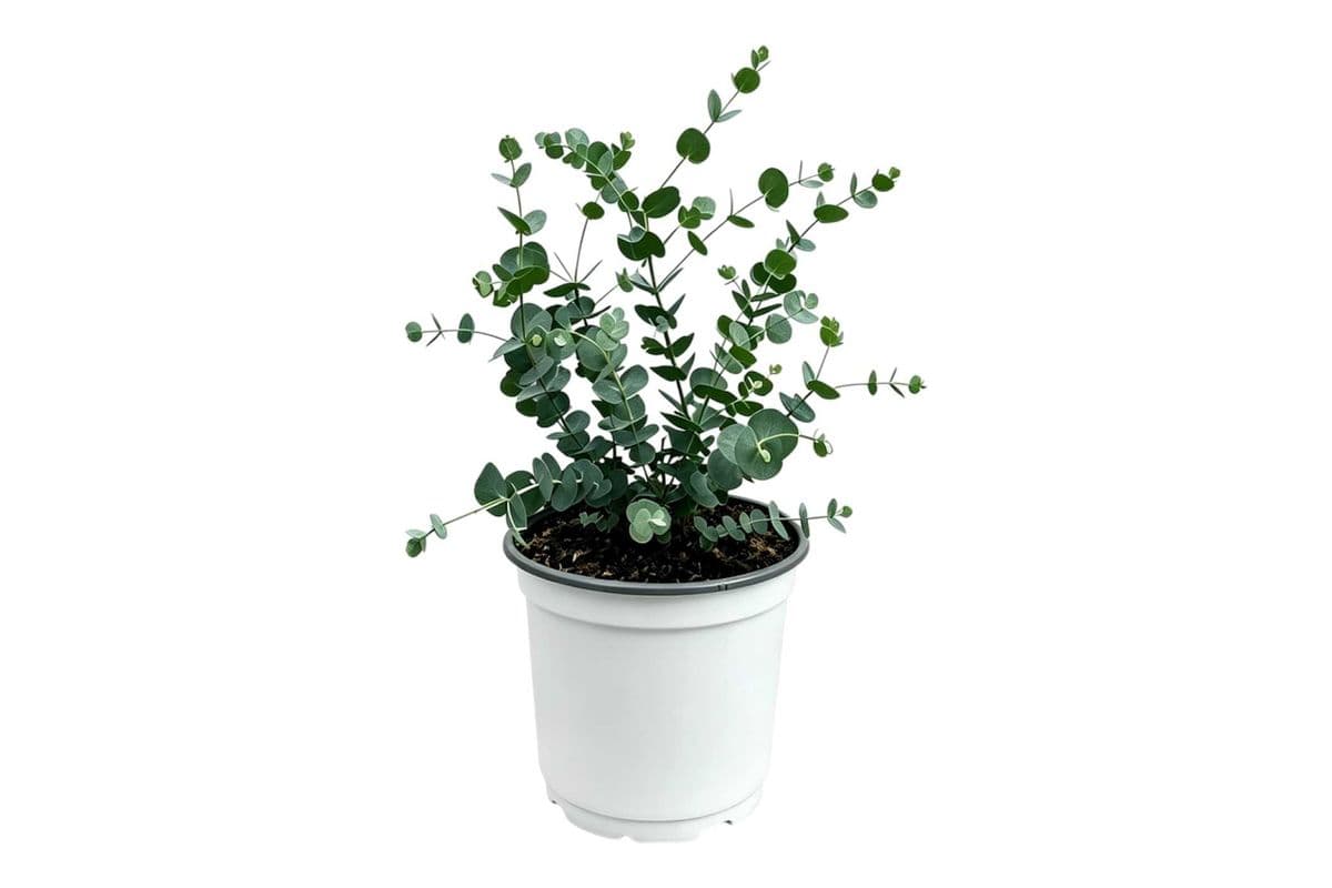 Glacier Eucalyptus - 6 Inch Pot