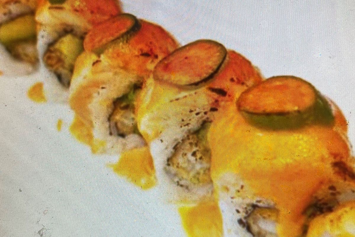 Red dragon roll 8pcs （红龙寿司8片）