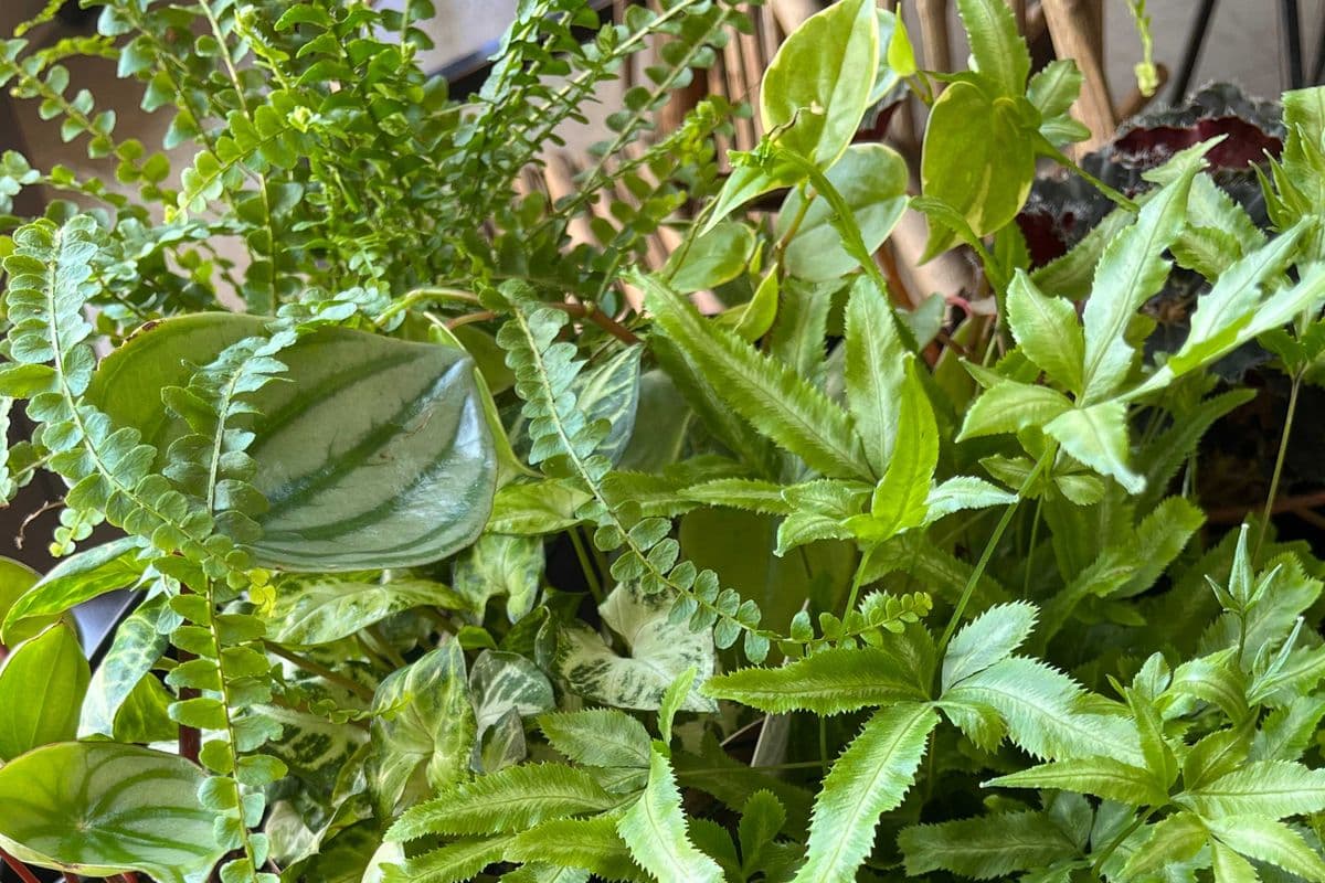 4" Tropical Plant in Ceramic Pot (4" Pot Diameter)
