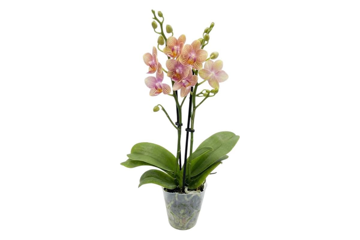 Yellow with Pink Stripes Double Stem Mini Orchid - 3.5 Inch Pot