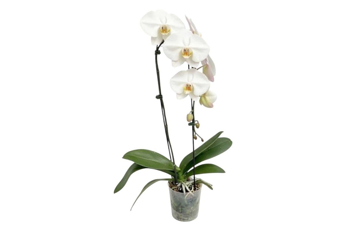 White Single Stem Cascading Orchid - 5 Inch Pot
