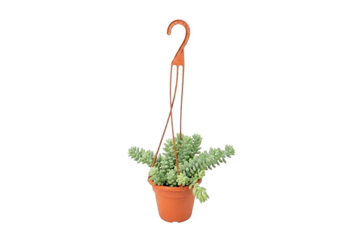 Burro's Tail Hanging Basket - 4 Inch Pot