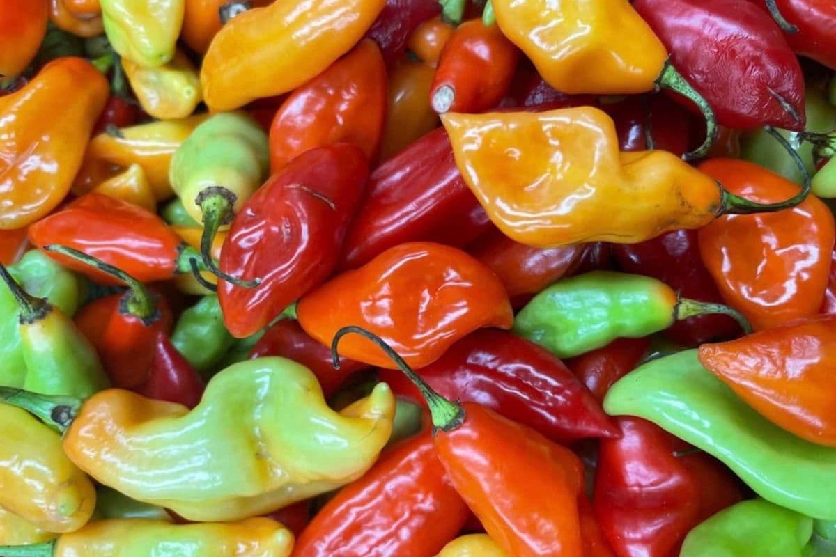 Frozen Pimento Peppers – Individual