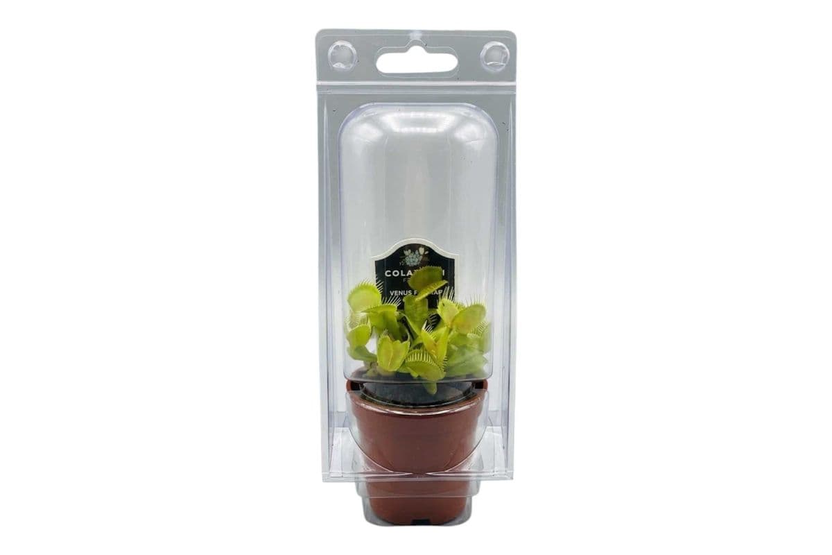 Venus Flytrap - 2.25 Inch Pot