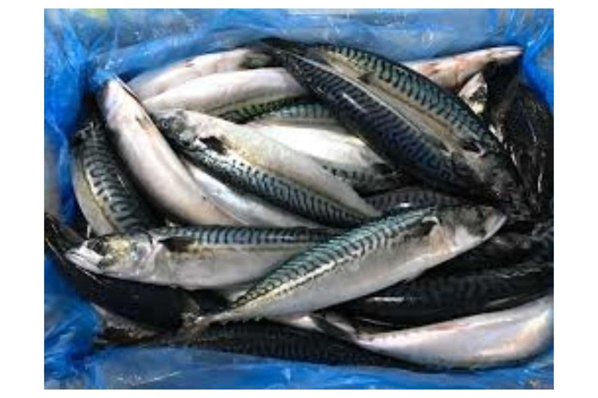 Mackerel Fish Bag