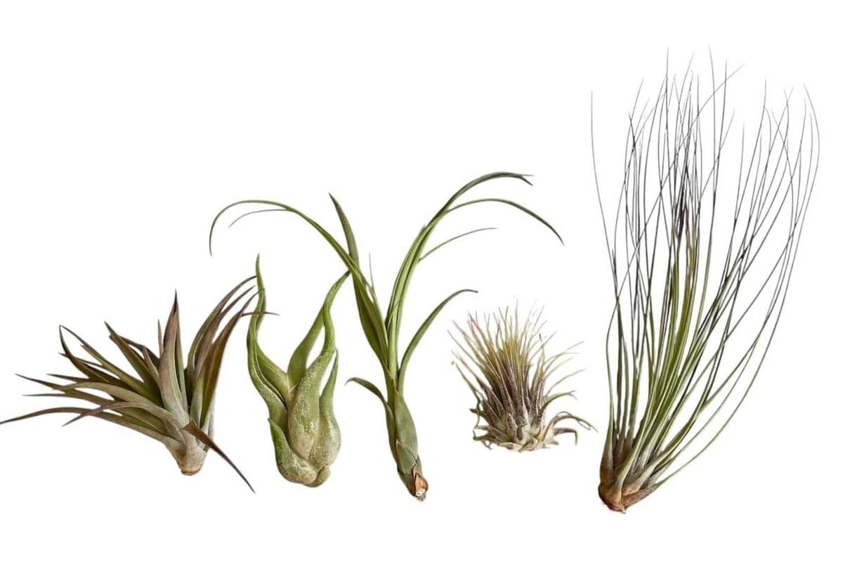Assorted Air Plants (Small) - 5 Pack