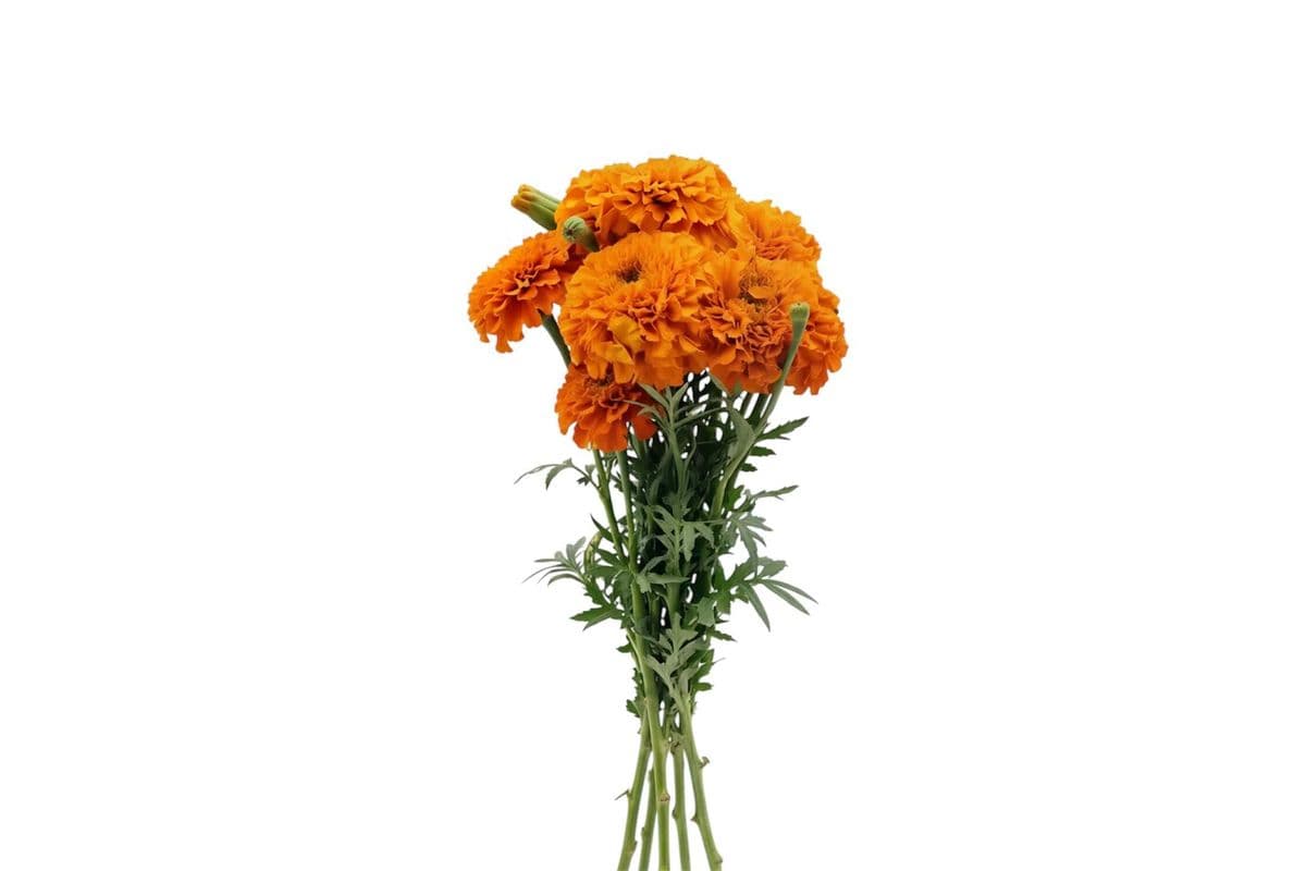 Orange Marigold - 5 Stems