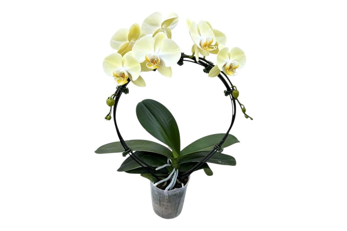 Light Yellow Hoop Orchid - 5 Inch Pot