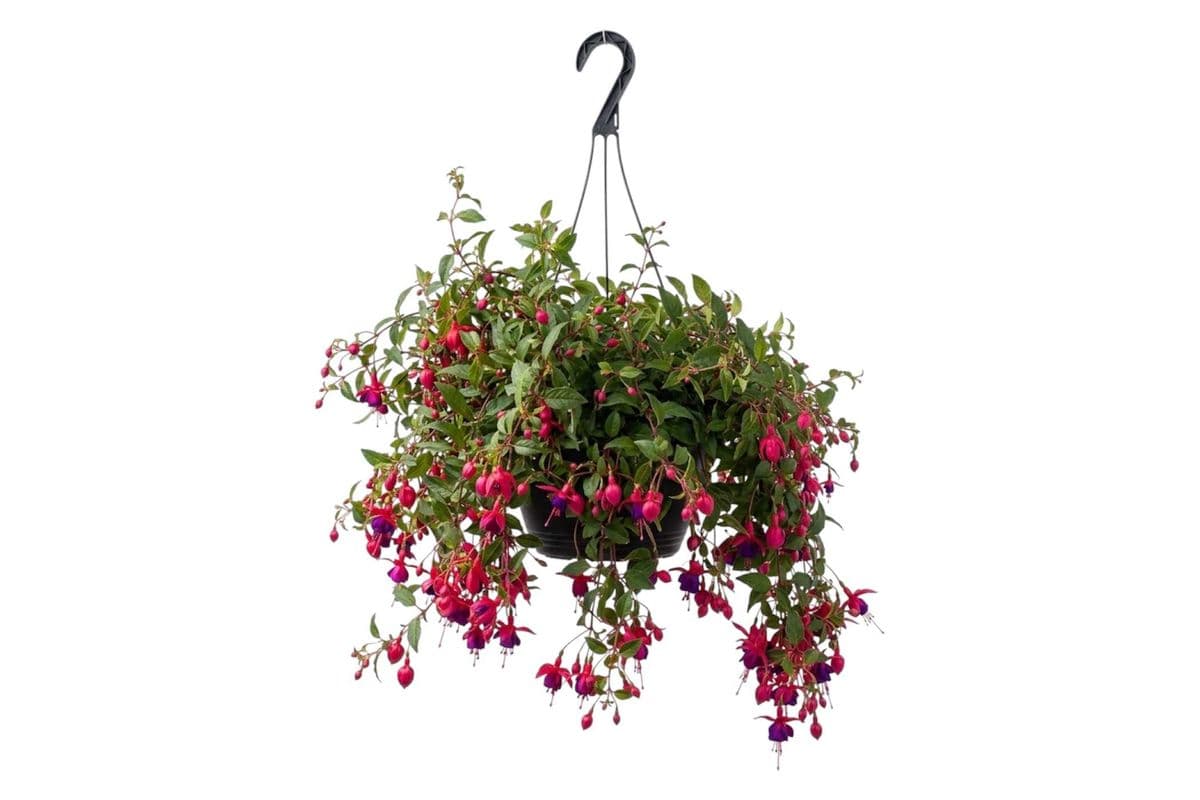 Fuchsia Hanging Basket - 10 Inch Pot
