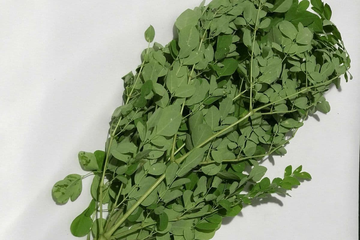 Drumstick Leaves (bunch, 1lb)