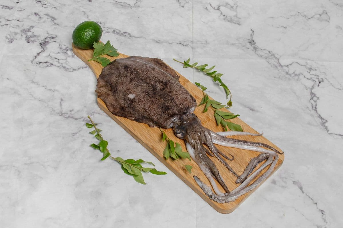 Squid U2 (1lb)