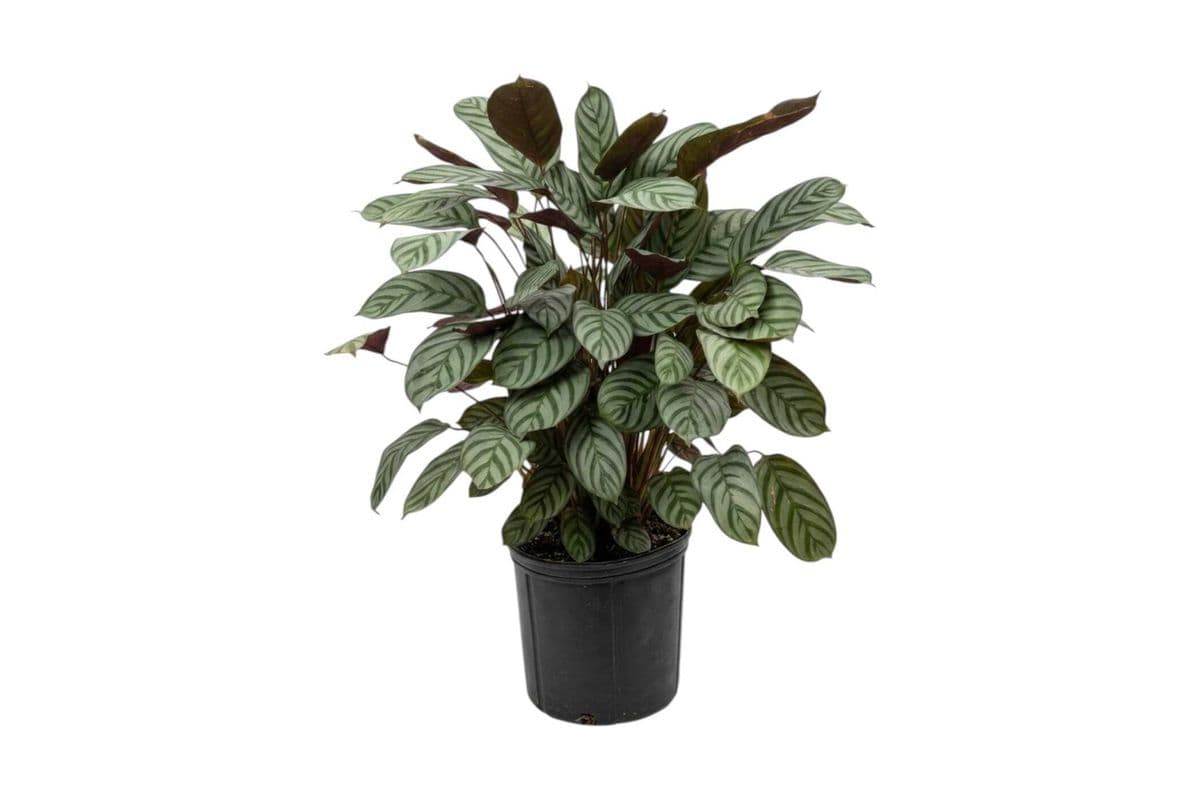 Calathea Grey Star (Ctenanthe Setosa) - 10 Inch Pot
