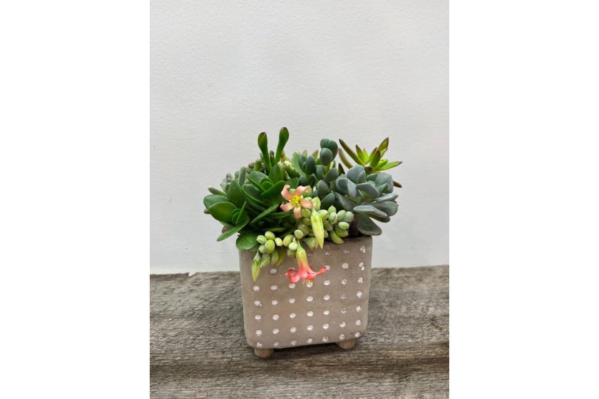 Polka Dot Planter