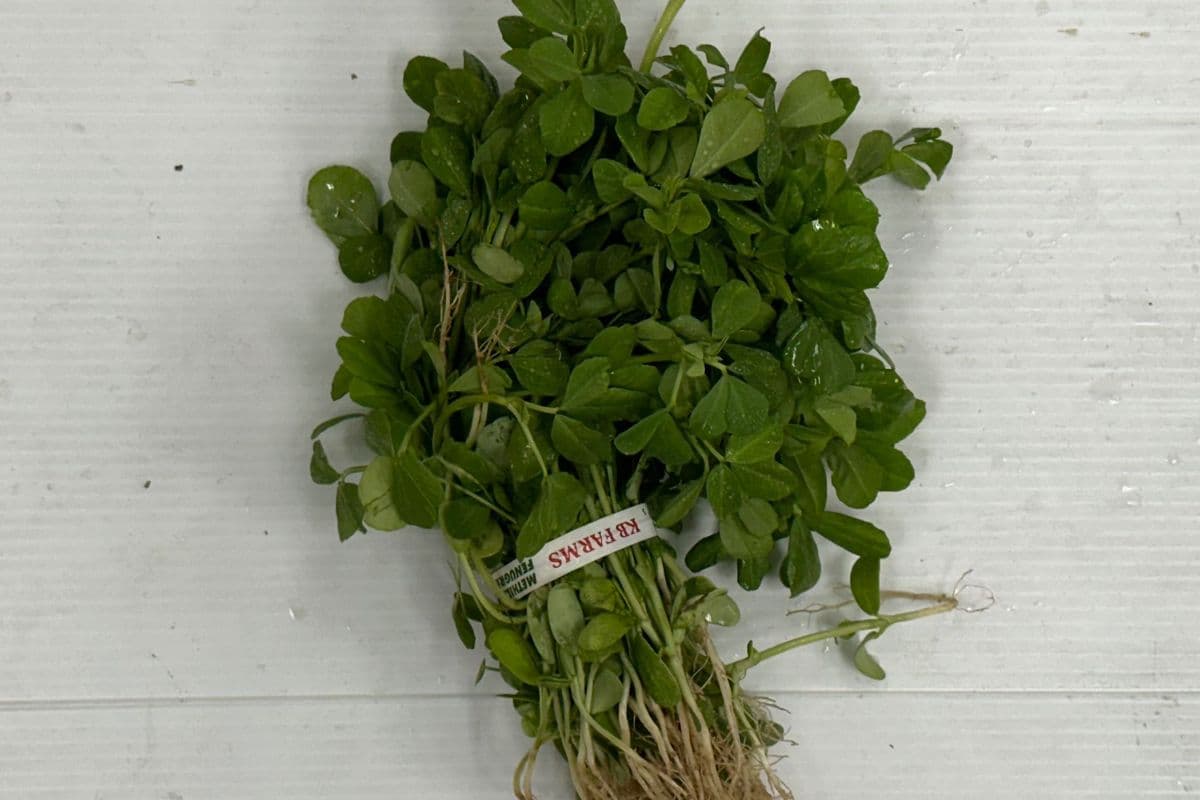 Methi/Fenugreek Bunch - OUt Of Stock