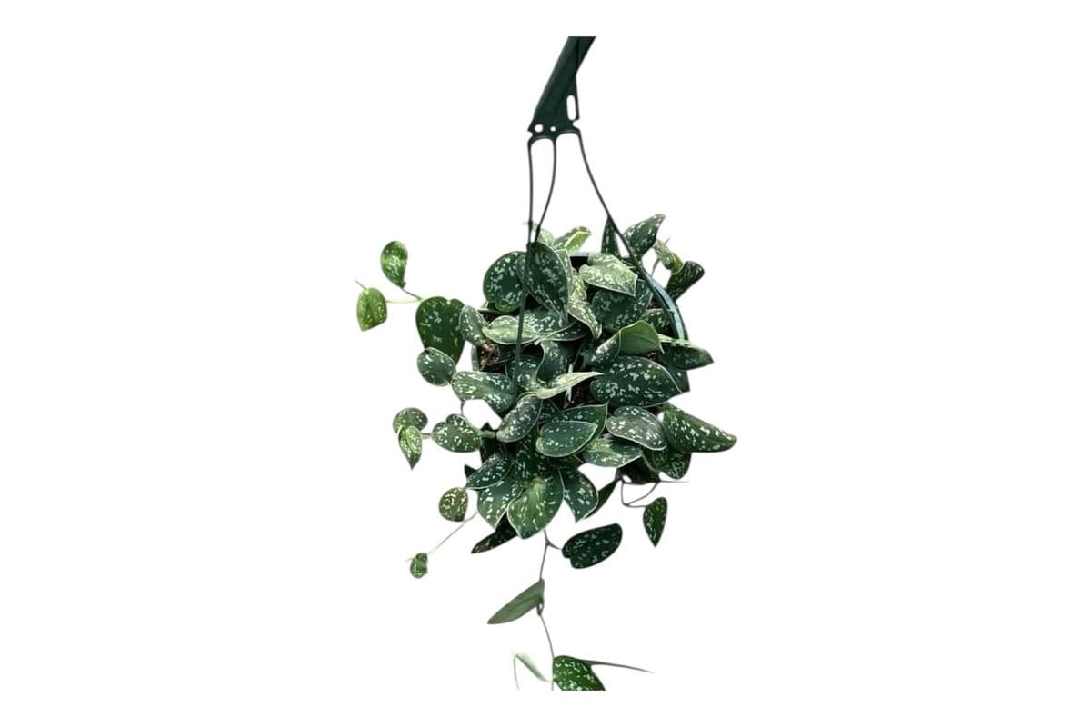Silver Satin Pothos Hanging Basket - 6 Inch Pot