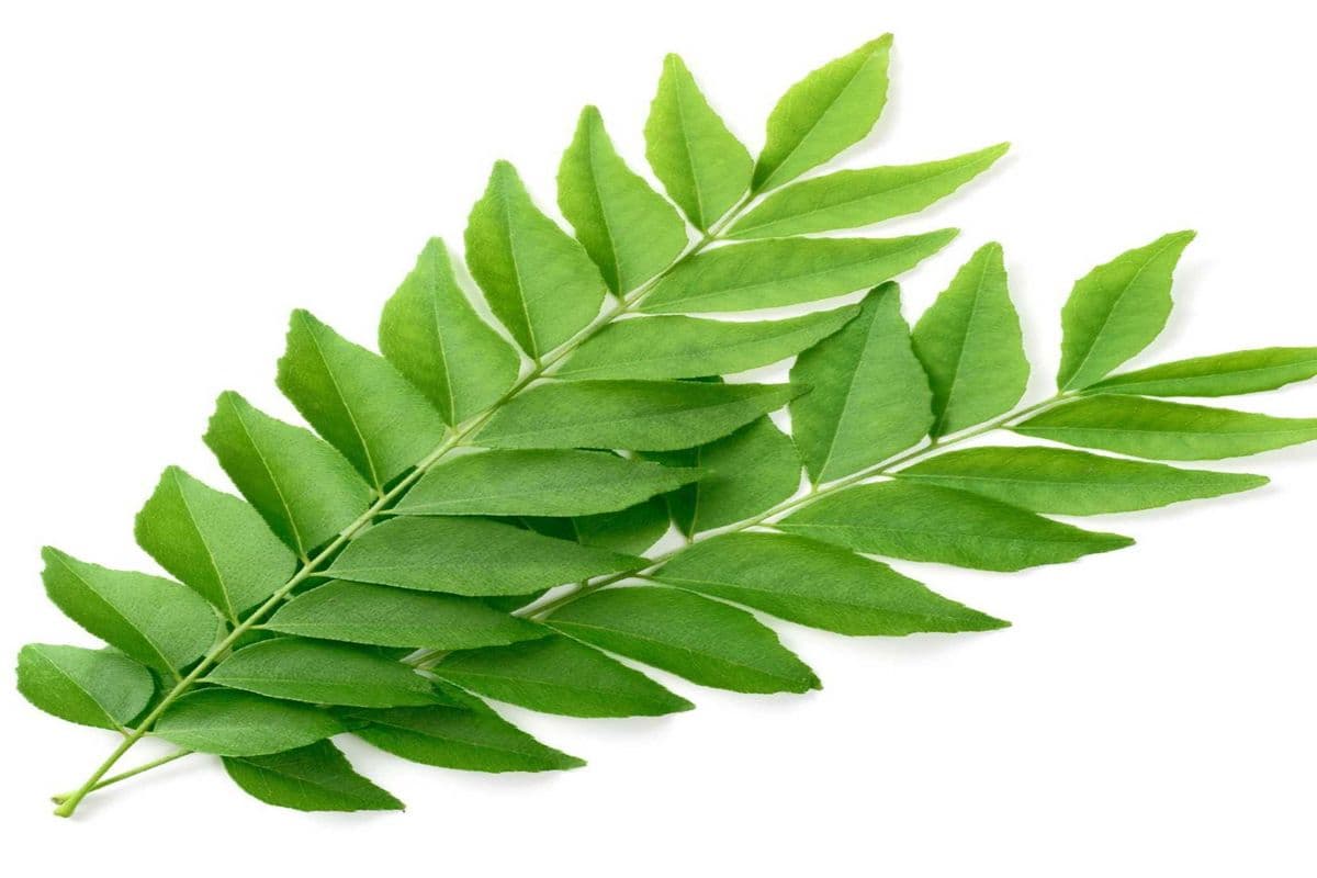 Curry Leaves