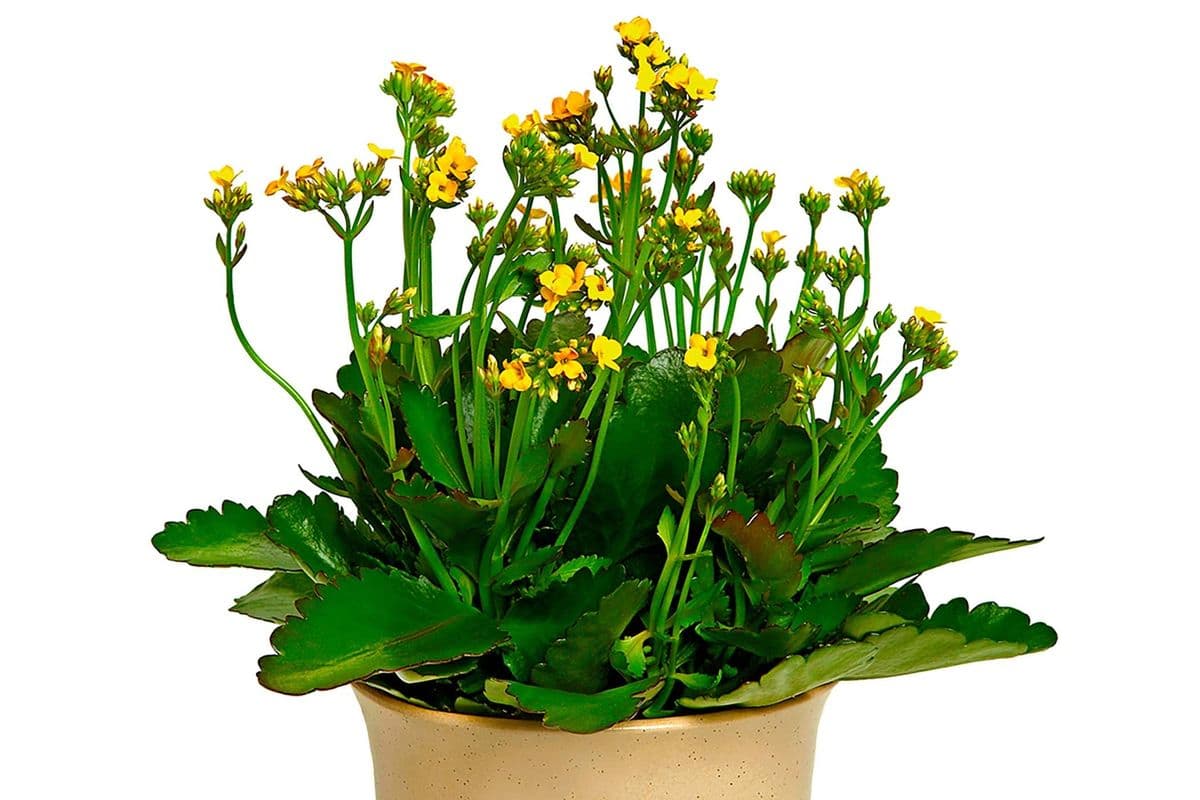 Charming Kalanchoe