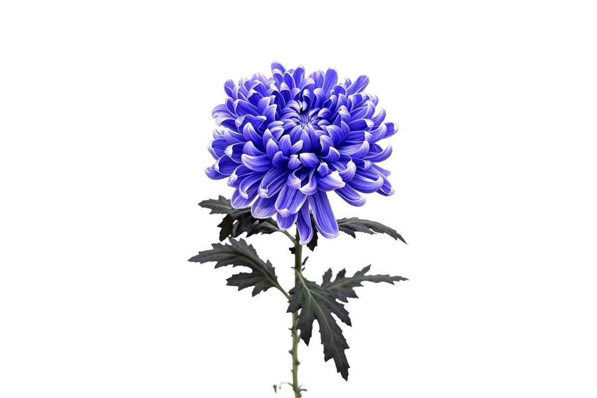 Purple Commercial Mum - 1 Stem