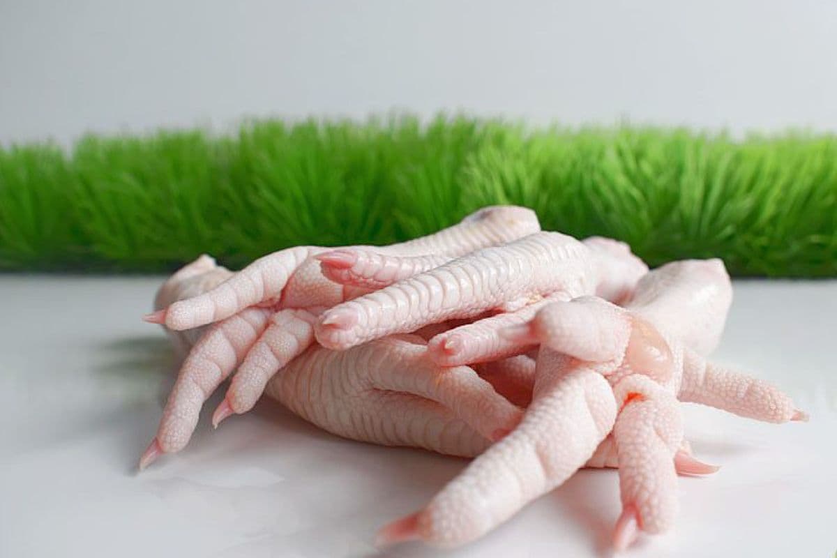 Free-Range Chicken Feet (5 Chicken Feet)