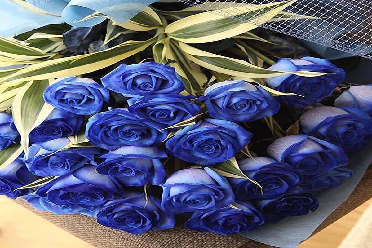 Dazzling Blue Roses