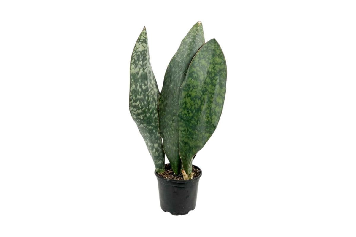 Whale Fin Snake Plant - 6 Inch Pot