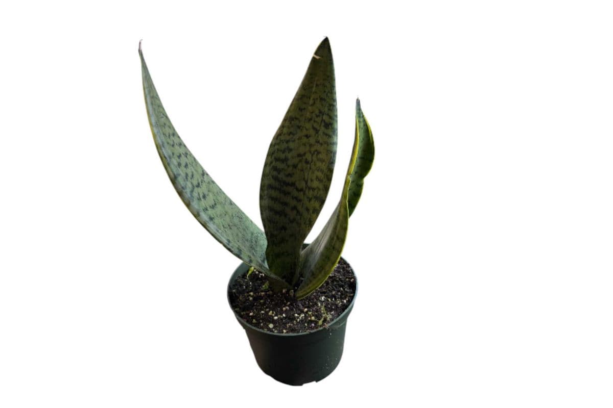 Green Snake Plant - 6 Inch Pot
