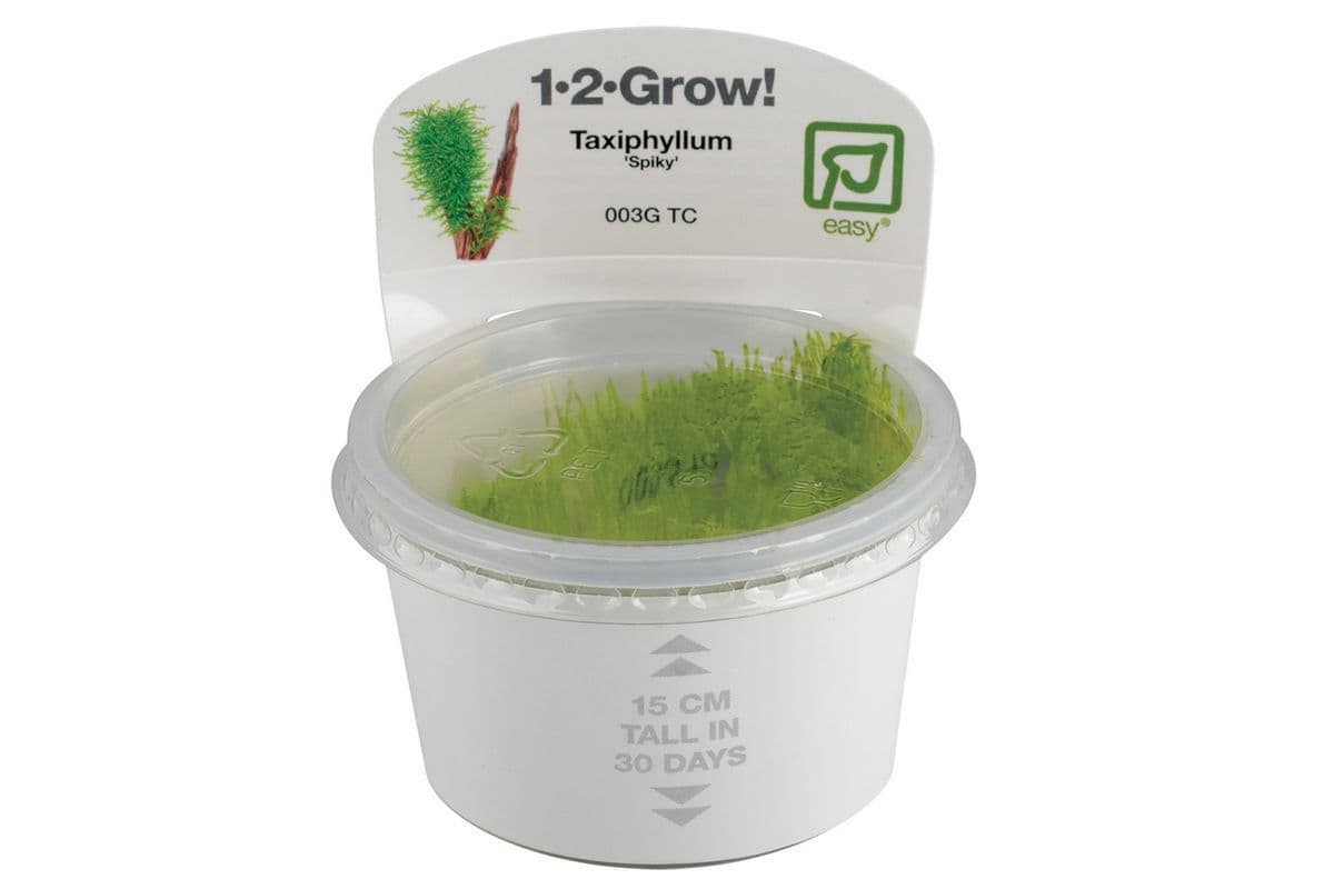 Tropica 1-2-Grow Live Plant - Taxiphyllum 'Spiky'