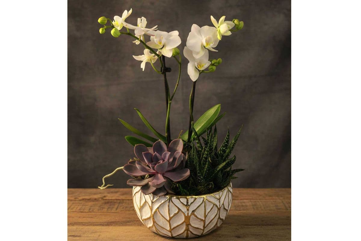 Orchid Succulent Planter - White