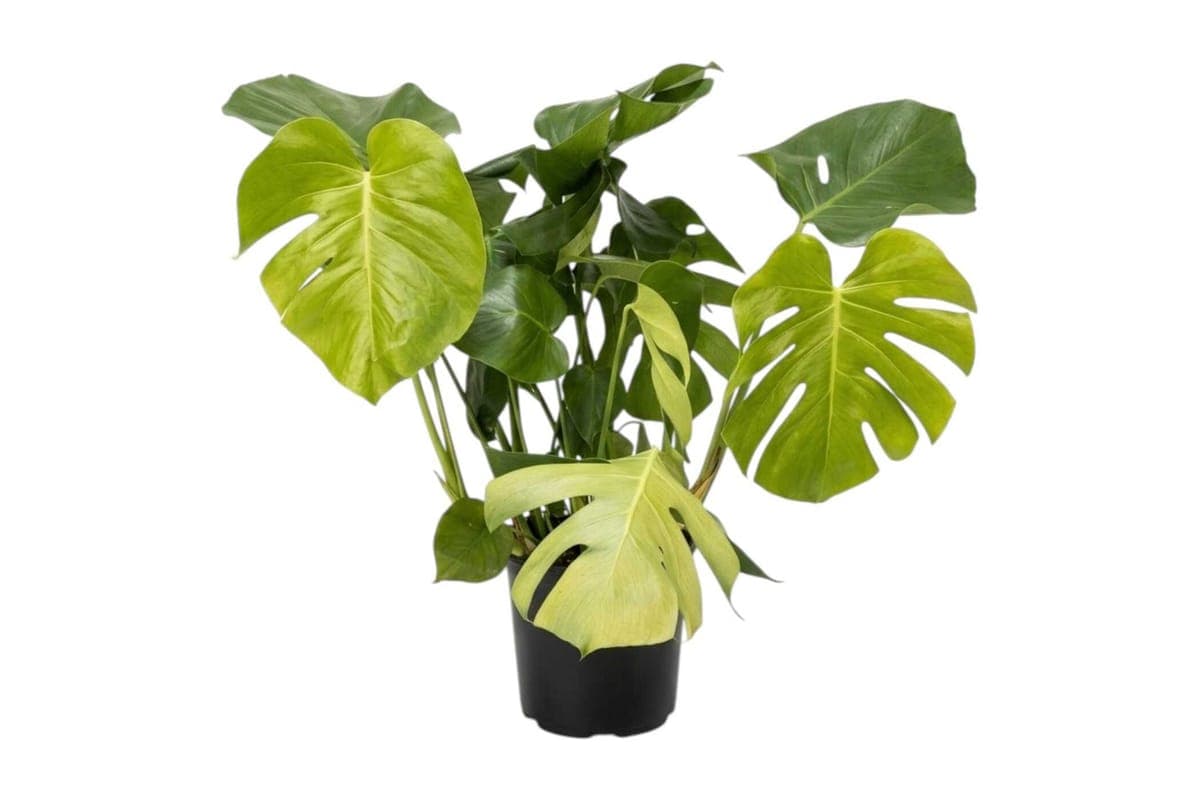 Monstera - 10 Inch Pot
