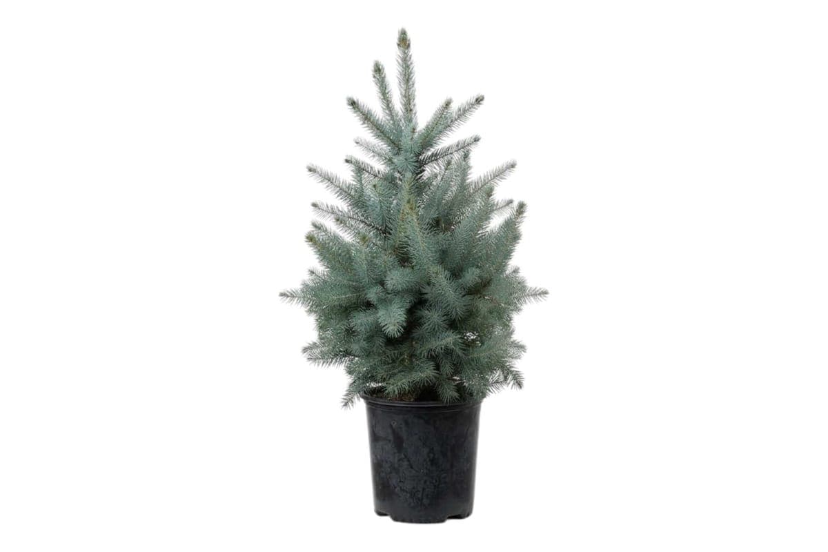Baby Blue Spruce - 10 Inch Pot