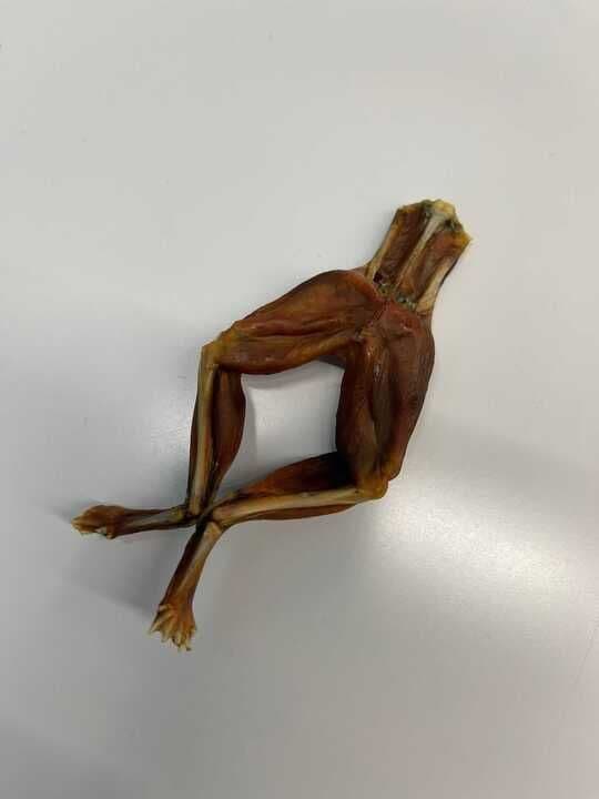 JT Pets Dehydrated Frog legs