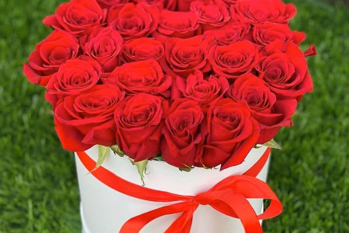 Fresh Roses