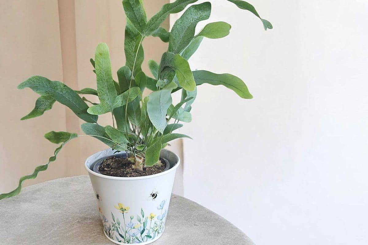 Blue Star Fern
