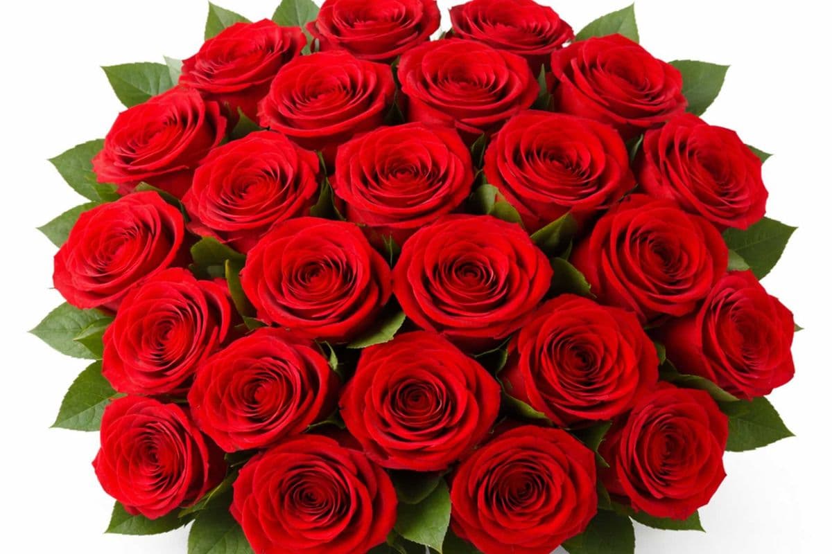 24 Rose Stem
